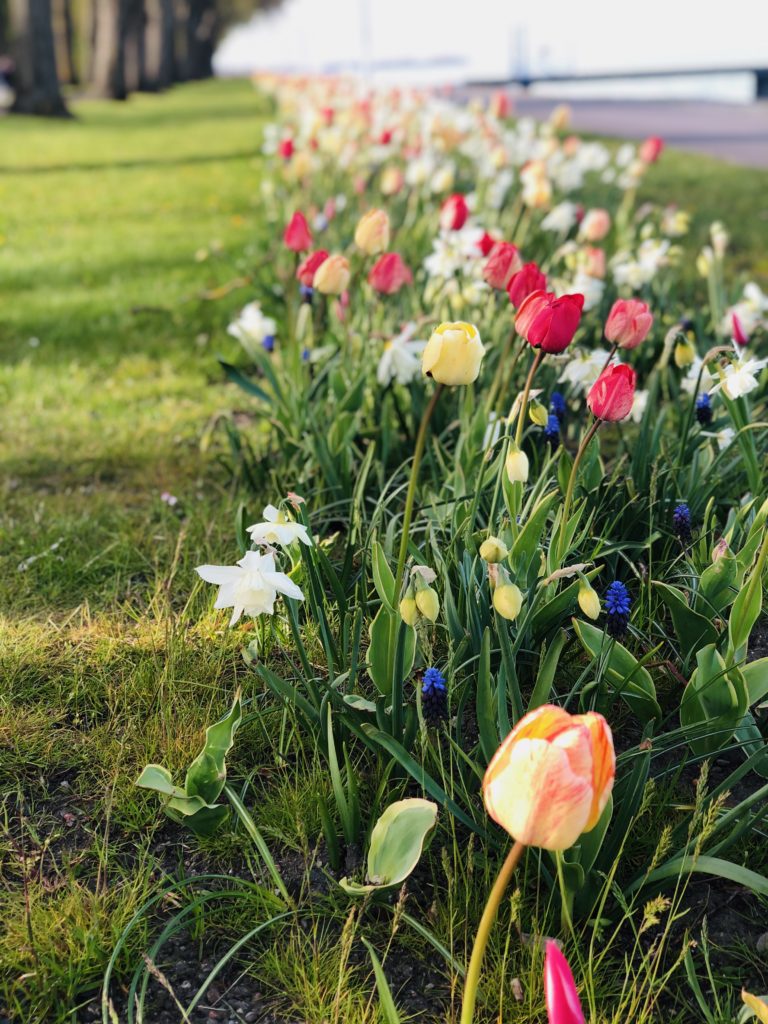Pia-mingenbach-professional-career-marketing-commitment-hobby-passion-interests-nature-tulips-Sundpromenade-Stralsund-spring